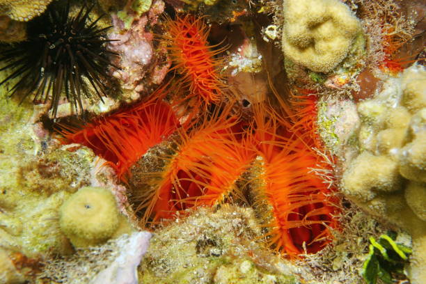 istock Several mollusks Flame scallop Ctenoides scaber 899471756