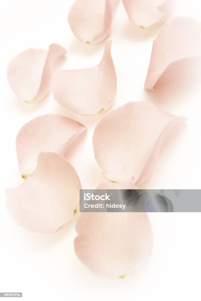 Petalo di rosa - Foto stock royalty-free di Accudire