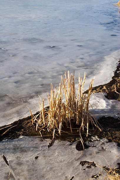 istock reeds in the ice 1 89947228