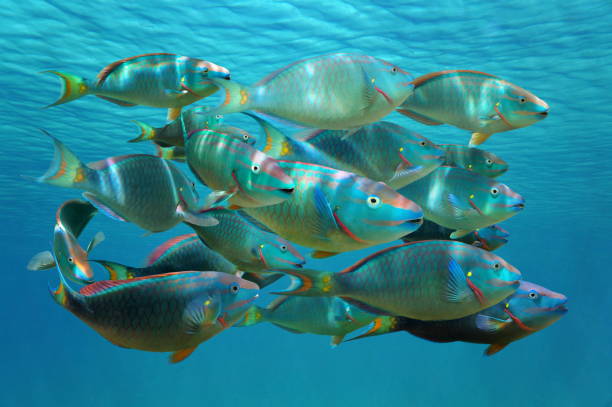 Shoal of tropical fish Stoplight parrotfish Shoal of colorful tropical fish, Stoplight parrotfish in terminal phase, under the water surface, Caribbean sea parrot fish stock pictures, royalty-free photos & images