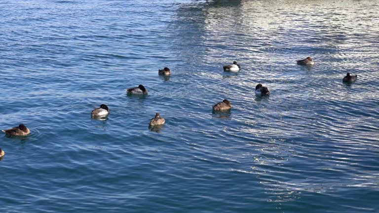 Flock of sea duck
