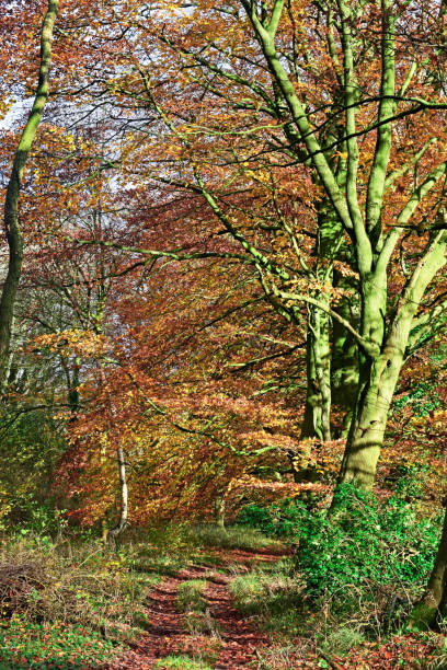istock Trail through Autumn woodland 899475660