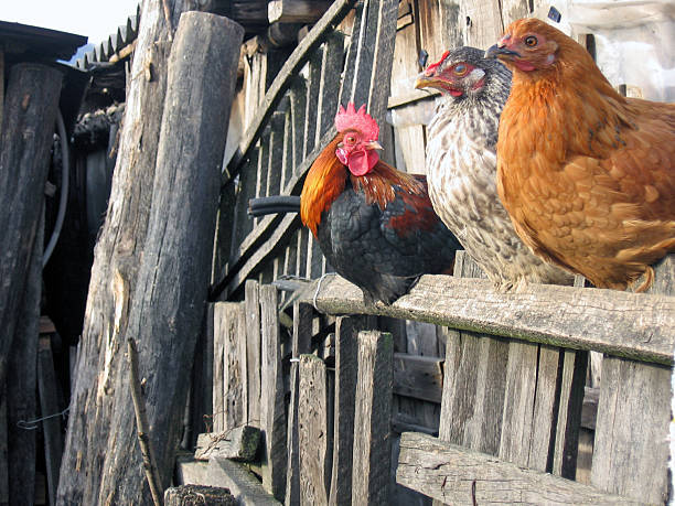 tre amici-fattoria uccelli - chicken friendship three animals color image foto e immagini stock