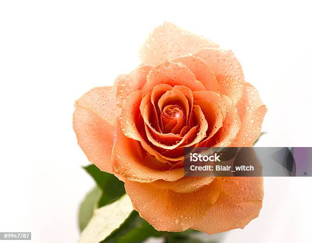 Naranja Rosa Foto de stock y más banco de imágenes de Agua - Agua, Amor - Sentimiento, Aniversario