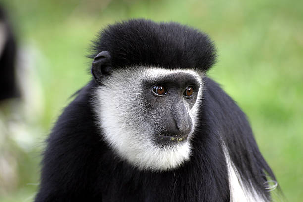 guereza - leaf monkey foto e immagini stock