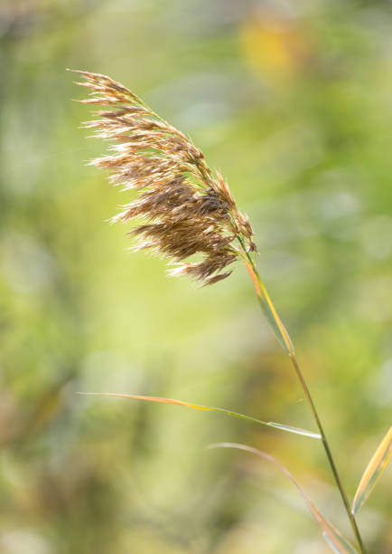 istock stalks of grass on the nature 899479460