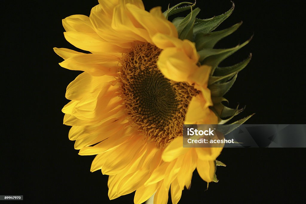 Sonnenblume Pracht - Lizenzfrei Aufprall Stock-Foto