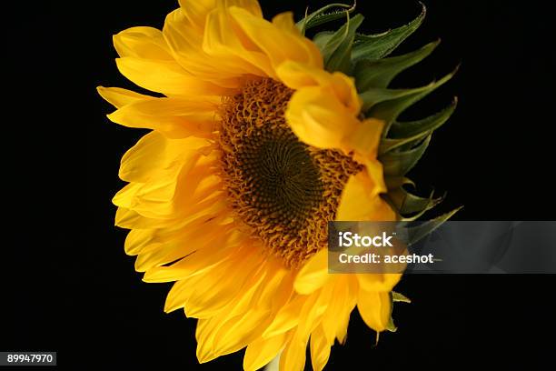 Sonnenblume Pracht Stockfoto und mehr Bilder von Aufprall - Aufprall, Baumblüte, Biegung