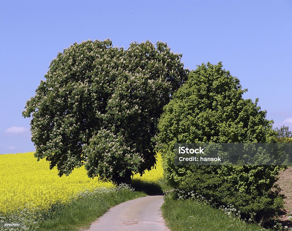 Primavera alberi - Foto stock royalty-free di Albero
