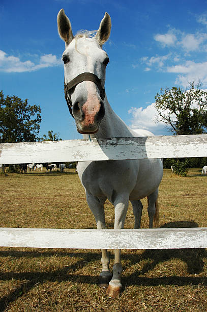 Lipizzaner horse 1 stock photo
