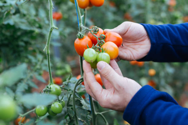 istock Young man gathering tomatoes in greenhouse 899483540