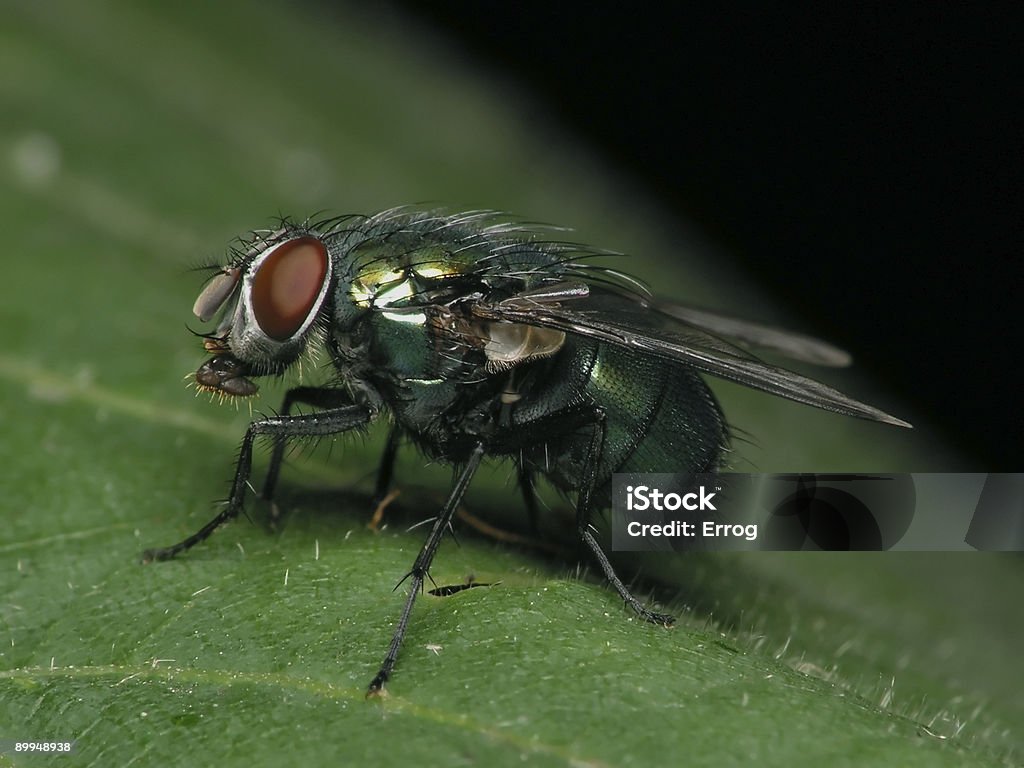 Volare sulla foglia - Foto stock royalty-free di Composizione orizzontale