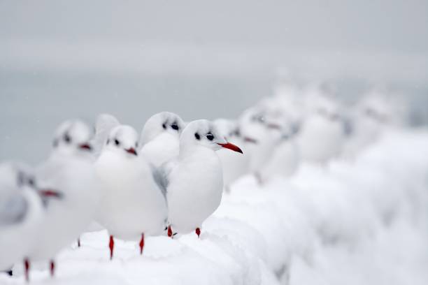 istock Seagulls Perching On Groyne During Winter 899491010