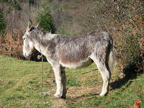 osioł i gości - donkey mule large grazing zdjęcia i obrazy z banku zdjęć