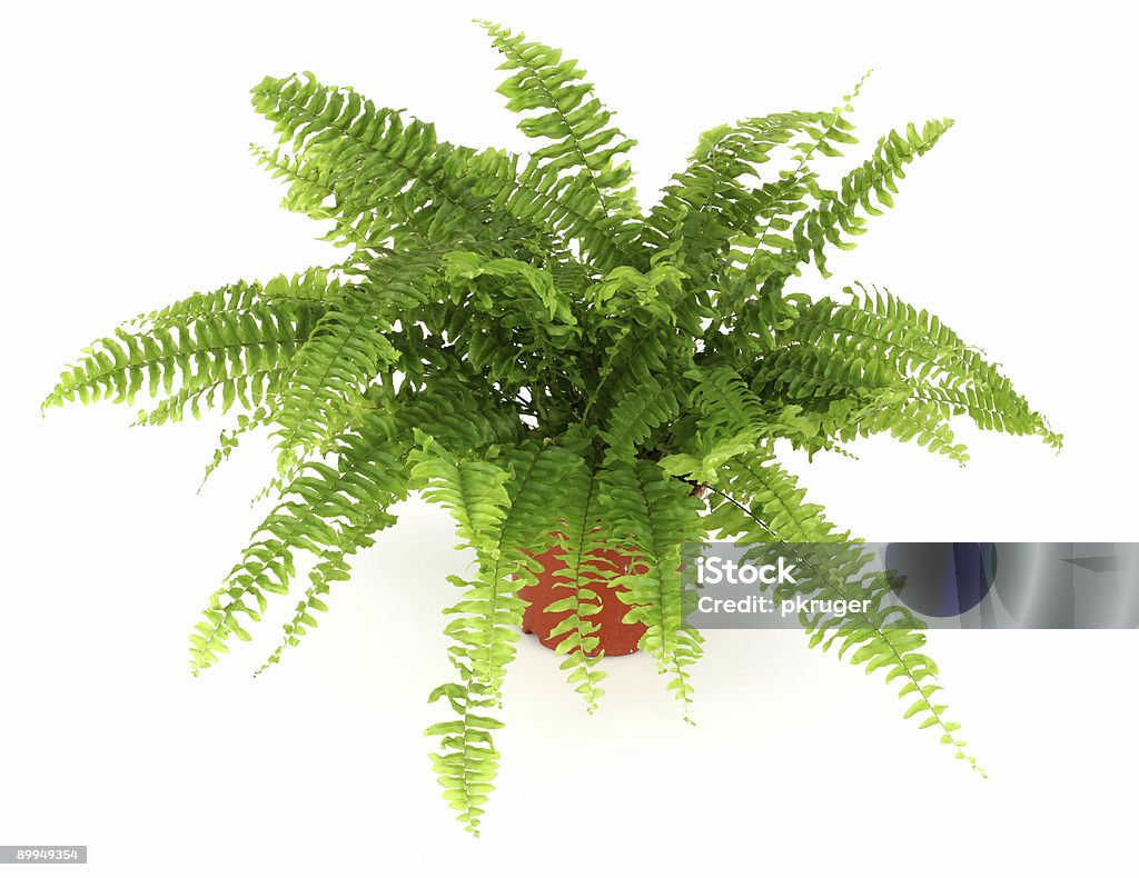 Fern - Lizenzfrei Blatt - Pflanzenbestandteile Stock-Foto