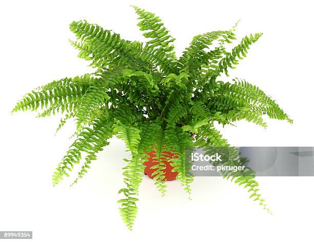 Fern Stockfoto und mehr Bilder von Blatt - Pflanzenbestandteile - Blatt - Pflanzenbestandteile, Blume, Dunkel