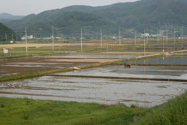 istock Trays of rice seedlings ready for planting 899494980