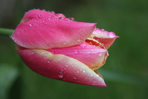 Tulip with dewdrops stock photo