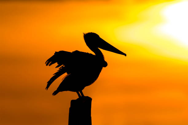 istock Brown Pelican at sunset - Florida 899497862
