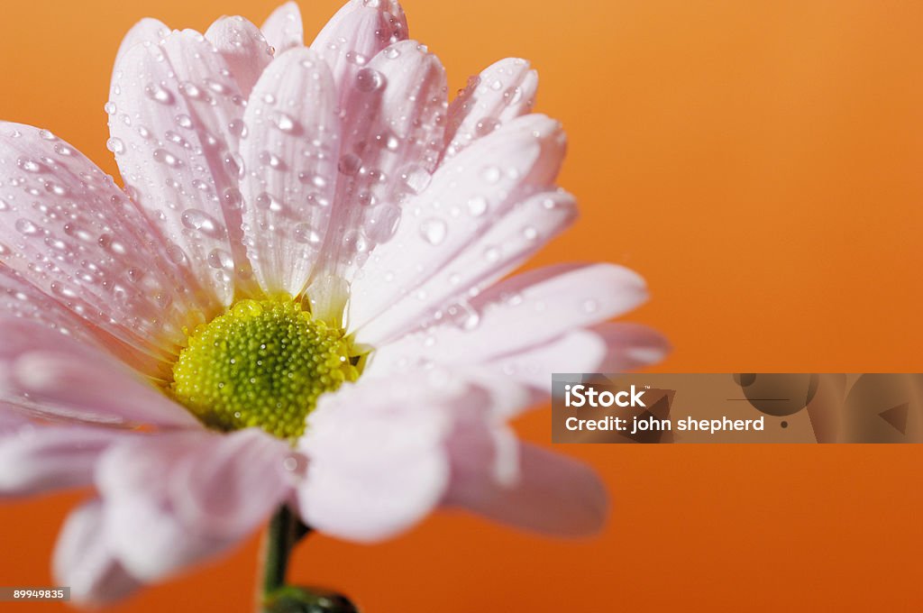 Gerbera daisy flower against orange Gerbera, daisy, flower, Awe Stock Photo