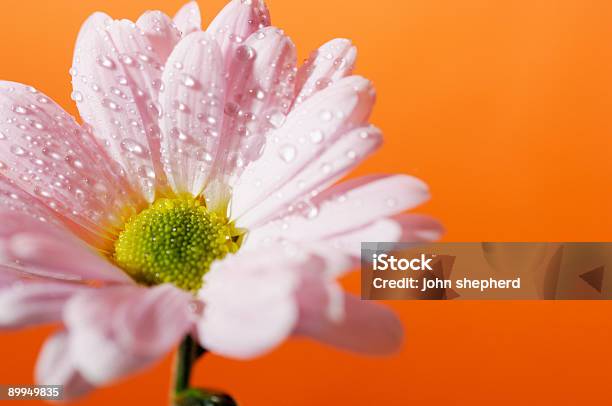 Gerbera Daisy Flower Against Orange Stock Photo - Download Image Now - Awe, Beautiful People, Beauty