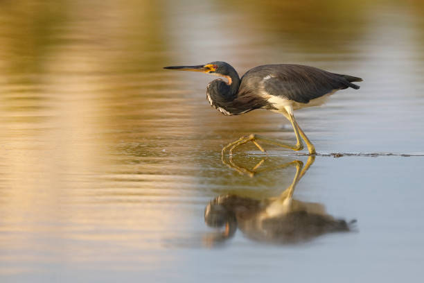 istock Tricolored Heron stalking a fish - Florida 899498772