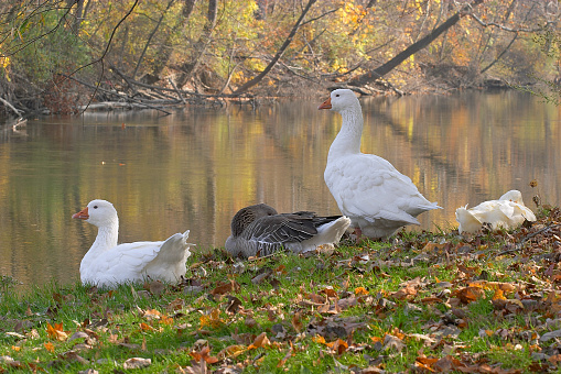 Ducks resting near Riverbank in Fall