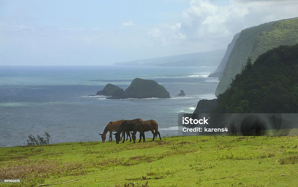 Hawaiin Orecchio Pascolare - Foto stock royalty-free di Big Island - Isola di Hawaii