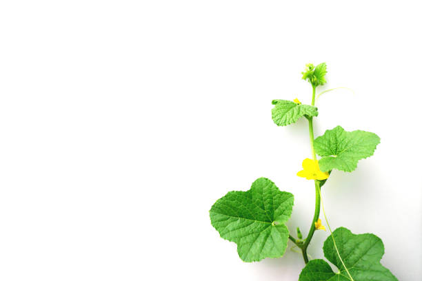 Melon and leaf on white background,Flowers of melons.