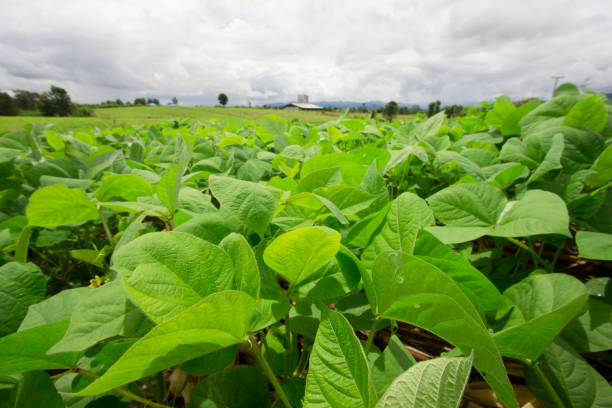 istock Mung bean cultivation in agriculture 899501110