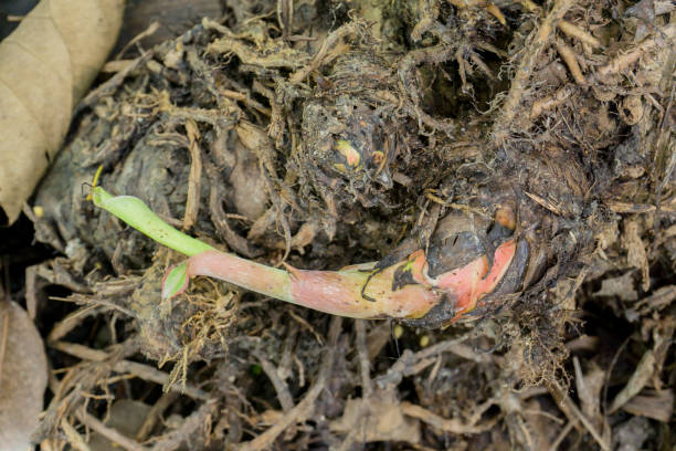 istock Banana rhizome put on wet floor 899503374
