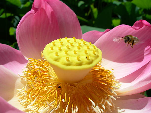 lotus avec abeille - lotus ornamental garden insect summer photos et images de collection