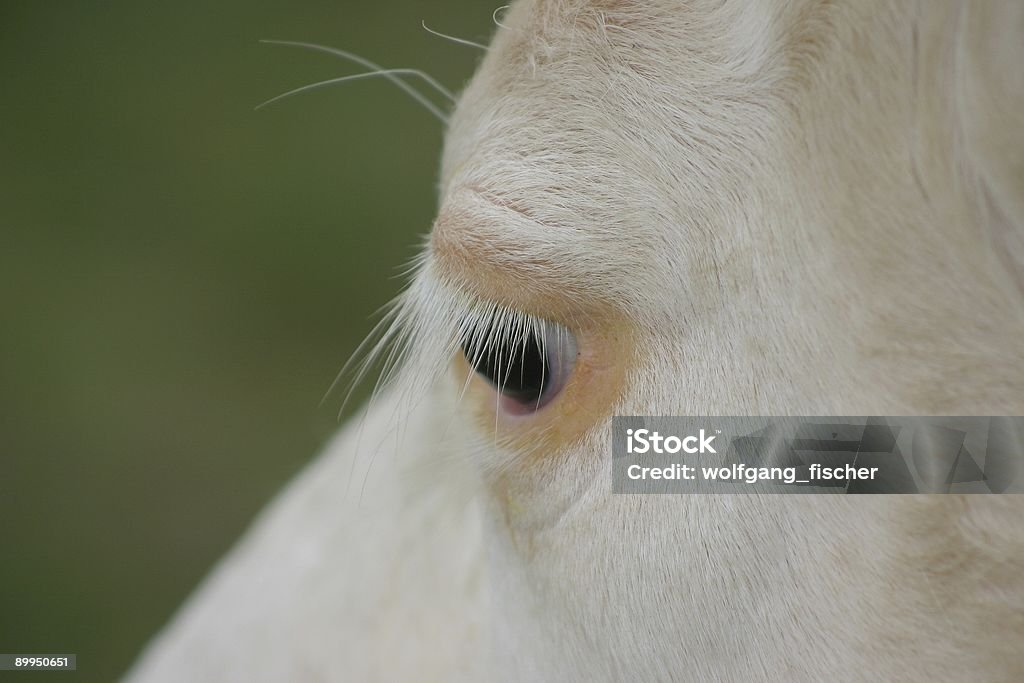 Vache de superbes cils : - Photo de Bovin domestique libre de droits