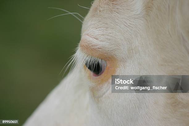 Photo libre de droit de Vache De Superbes Cils banque d'images et plus d'images libres de droit de Bovin domestique - Bovin domestique, Cilium, Cils