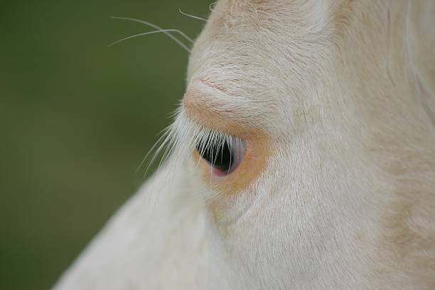 Vaca bela Cílios: - foto de acervo