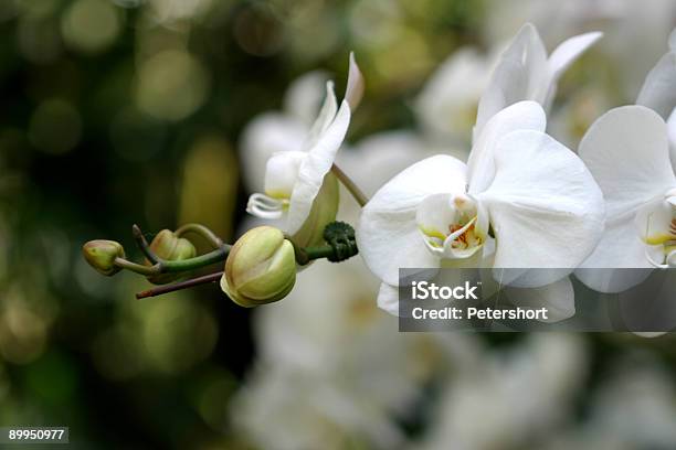 Orquídea Blanca Foto de stock y más banco de imágenes de Blanco - Color - Blanco - Color, Color - Tipo de imagen, Emblema floral