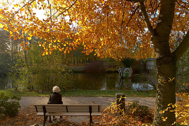 white langhaarigem senior frau entspannend auf park bench im herbst - chestnut tree leaf sunlight tree stock-fotos und bilder