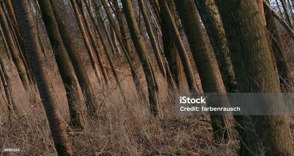 foresta oscura - Foto stock royalty-free di Albero