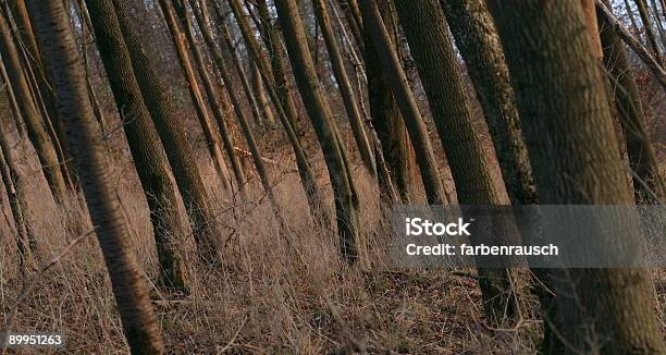 Floresta Escura - Fotografias de stock e mais imagens de Alemanha - Alemanha, Amieiro, Ao Ar Livre