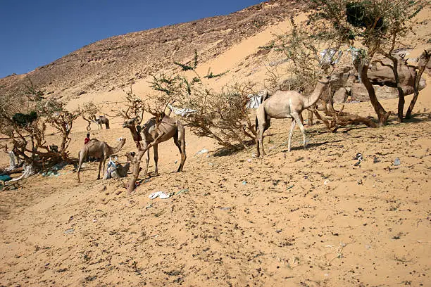 Camels resting on a desert slope, Elephantine, Aswan, Egypt.