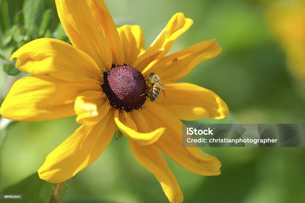 buzz buzz - Foto de stock de Amarelo royalty-free