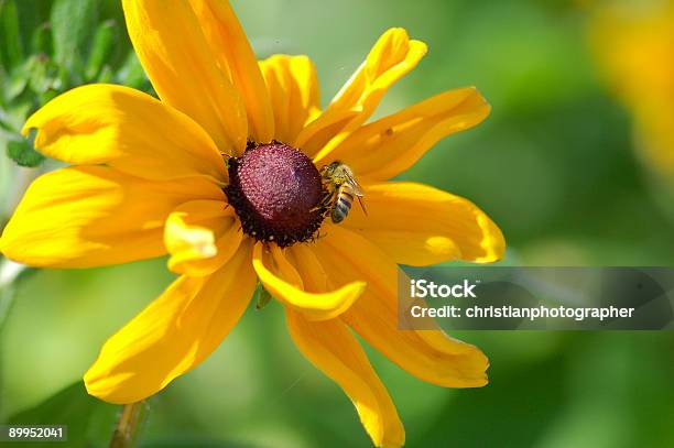 Foto de Buzz Buzz e mais fotos de stock de Amarelo - Amarelo, Asa animal, Efeito de Zoom