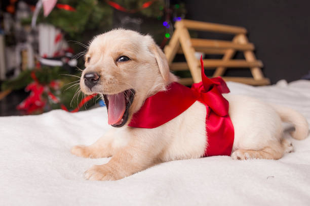 istock christmas dog puppies 899520544