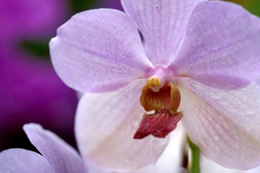 Isolated orchid flowers with clipping paths.