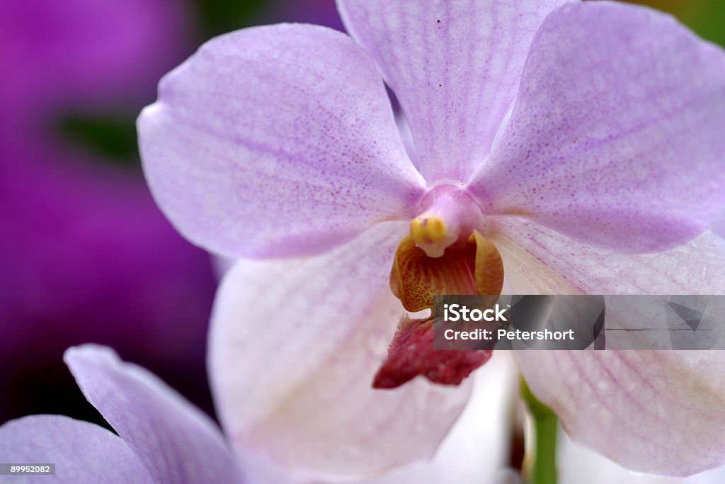 Purple Orchid - Zbiór zdjęć royalty-free (Kultura Japonii)