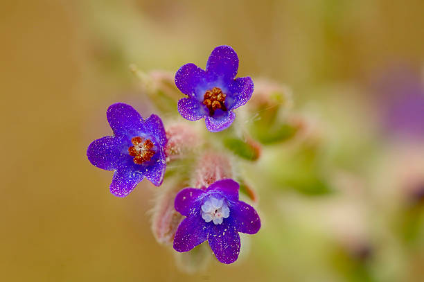 Primo tempo fiore - foto stock