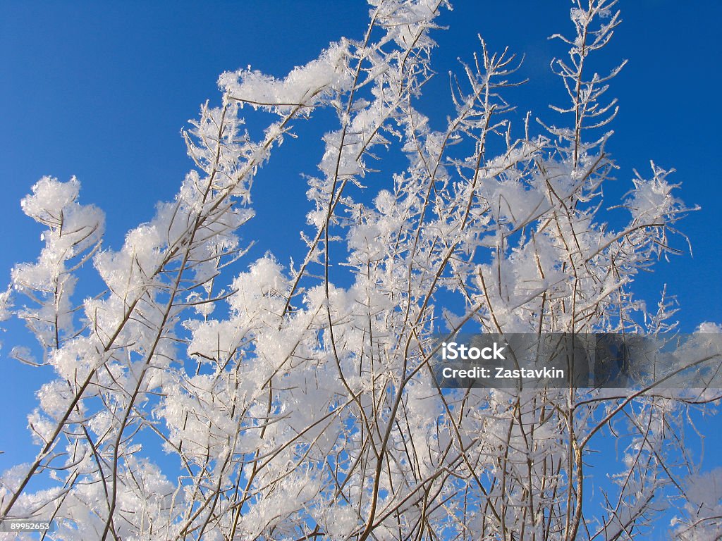 Grass dressed in the snow overcoat Grass under the snow Blue Stock Photo