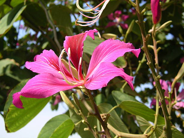 istock Bauhinia blakeana 89952719