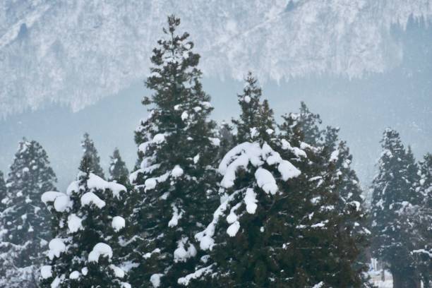 istock Japanese cedar trees covered with snow 899529936