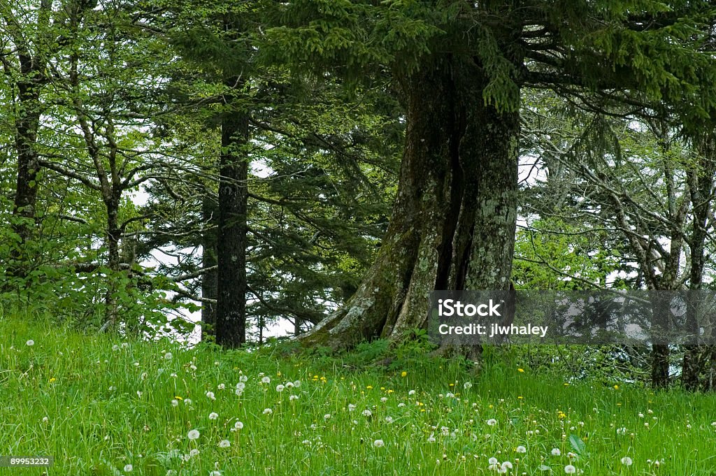 古い木、スプリング、グレートスモーキー Mtns NP - アパラチアのロイヤリティフリーストックフォト